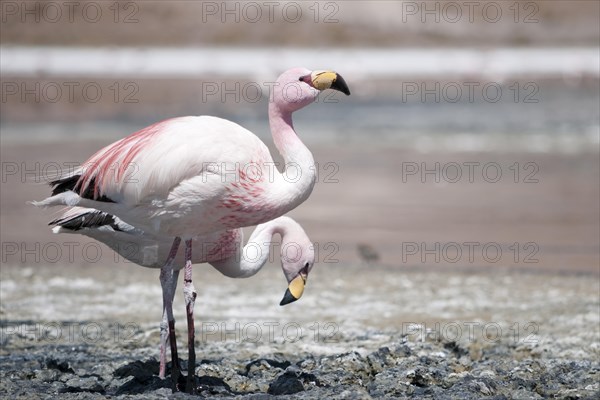 James's Flamingos