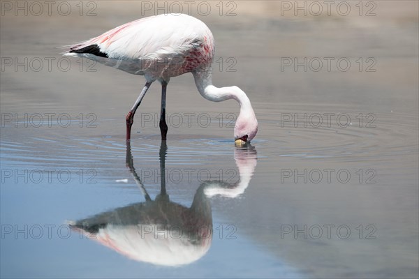 James's Flamingo