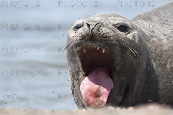 Southern Elephant Seal
