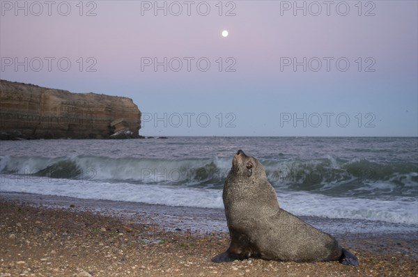 South American Sea Lion