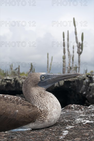 Blue-footed Booby