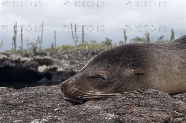 Galapagos Sea Lion