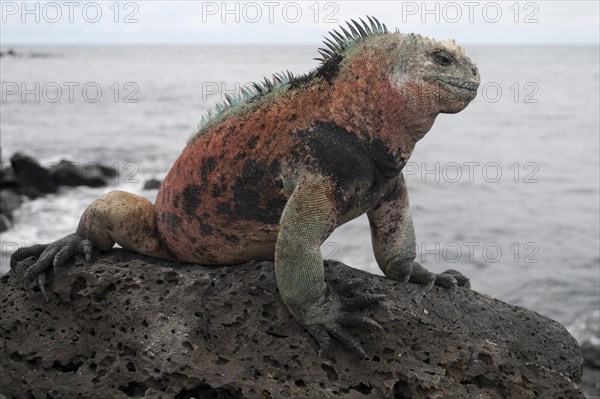 Marine Iguana