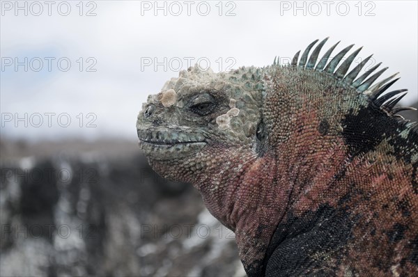 Marine Iguana