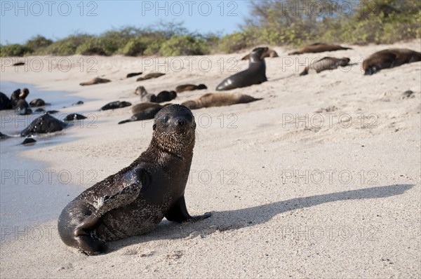 Galapagos Sea Lion