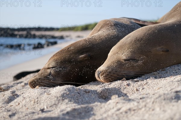 Galapagos sea lions