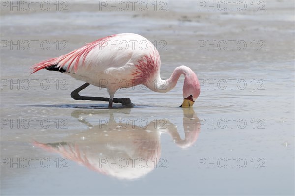 James's Flamingo