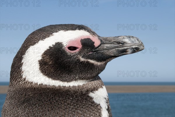 Magellanic penguin