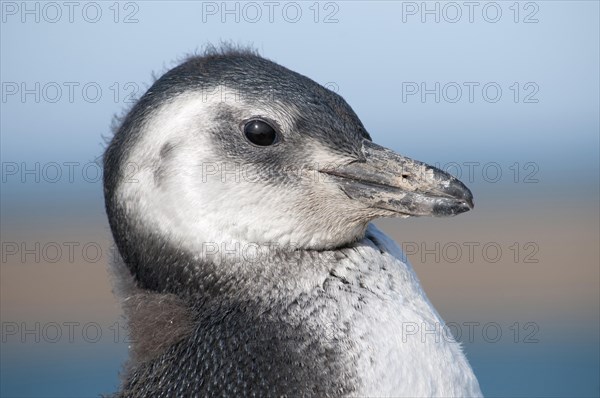 Young Magellanic penguin