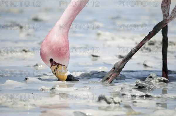 James's Flamingo