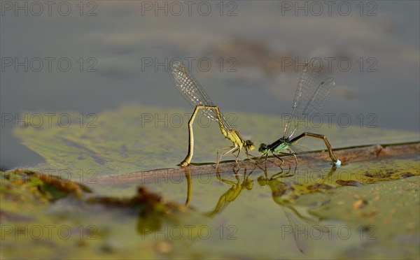 Azure damselfly