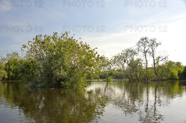 Wetland in the Kopacki Rit nature park