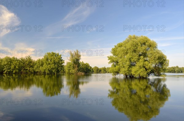 Wetland in the Kopacki Rit nature park