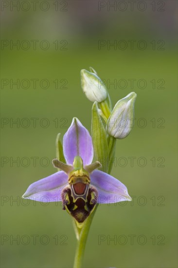 Bee Orchid