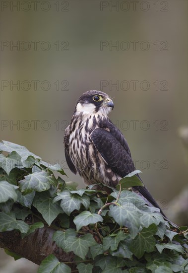 Eurasian Hobby