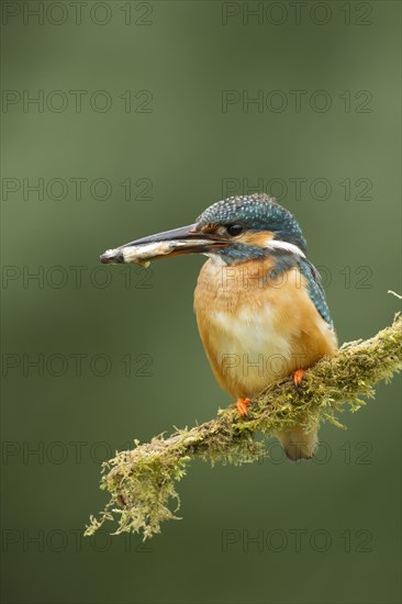 Common Kingfisher