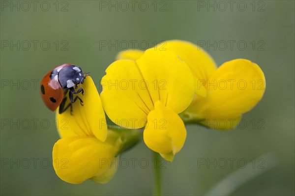 Seven-spot Ladybird