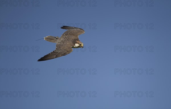 Lanner Falcon