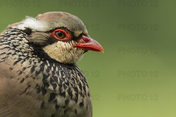 Red-legged Partridge