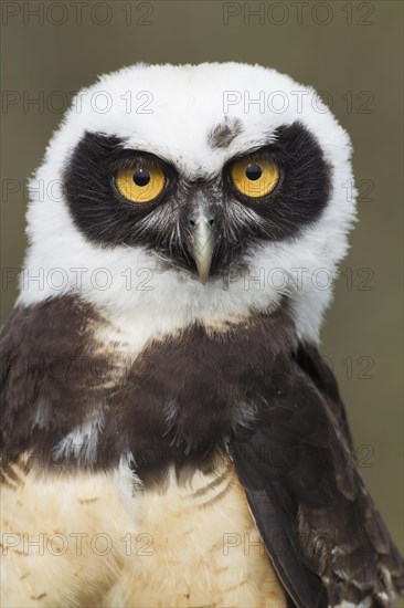 Spectacled Owl