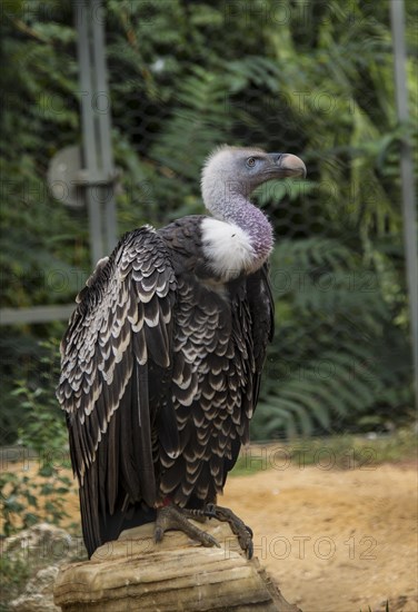 Ruppell's vulture