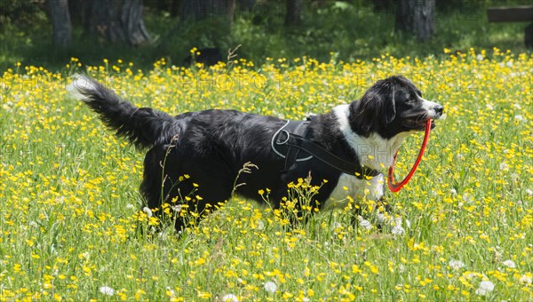 Border Collie in a yellow flower meadow