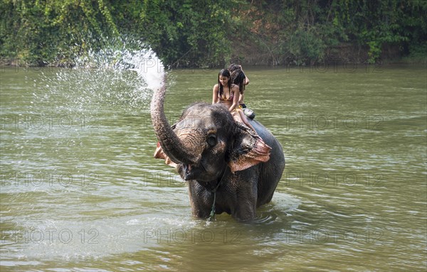 Elephant spraying tourists