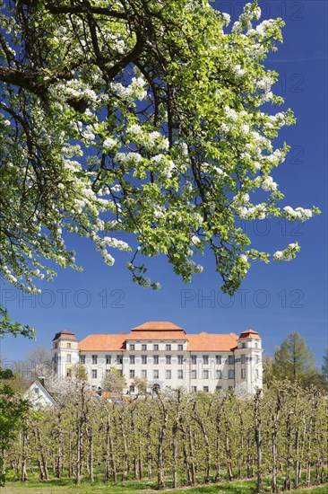 Fruit blossom at the Neues Schloss