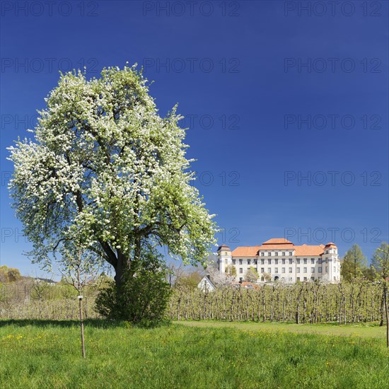 Fruit blossom at the Neues Schloss