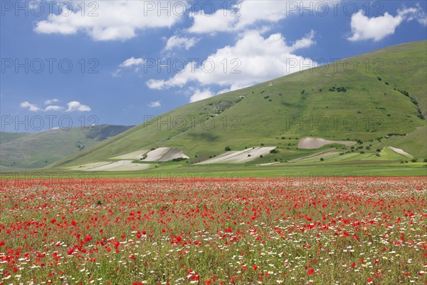 Wildflowers