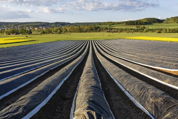 Asparagus field