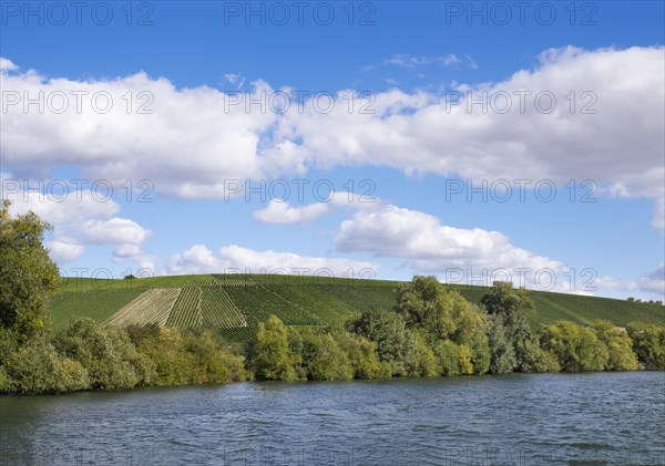 Vineyards along Main river