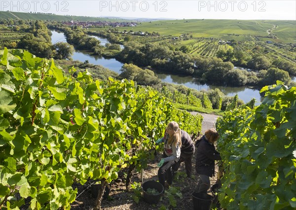 Grape harvest at Main river