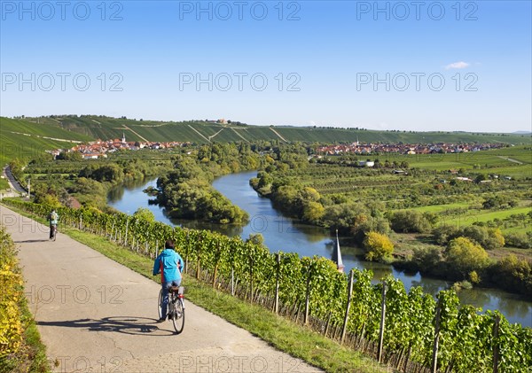 Bike path through vineyards by the Main