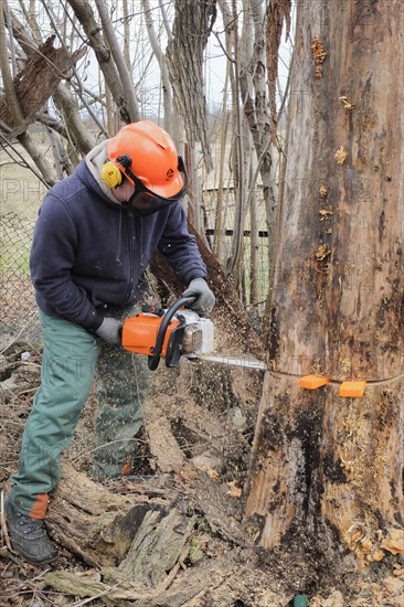 A man falling an elm tree with a chainsaw