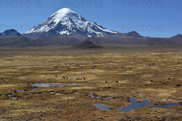 Sajama Volcano and llamas