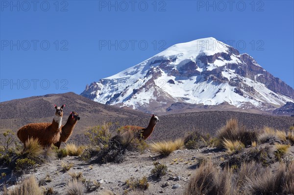 Llamas