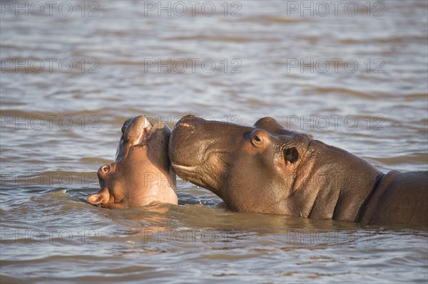 Hippos