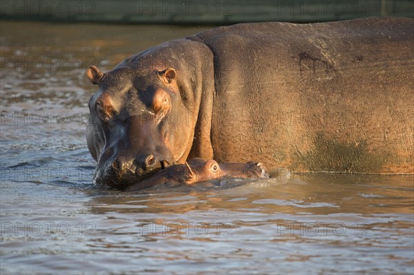 Hippos