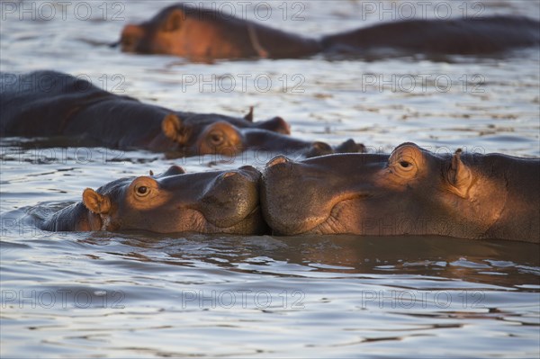 Hippos