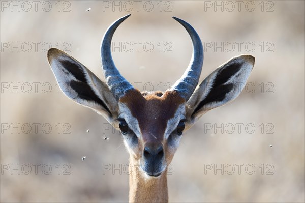 Waller's gazelle