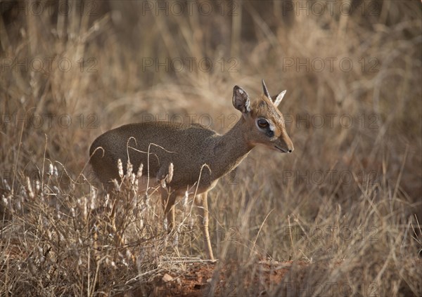 Kirk's dik-dik