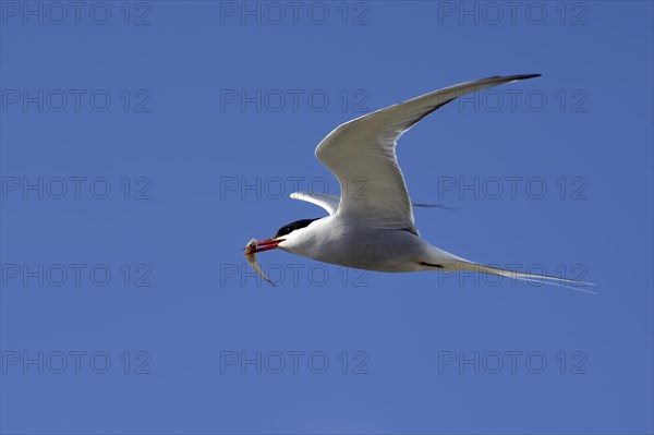 Arctic tern