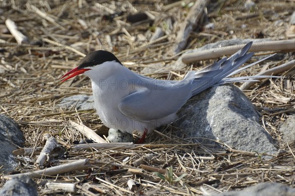 Arctic tern