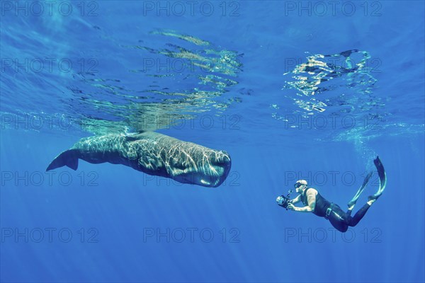 Freediver photographing a sperm whale