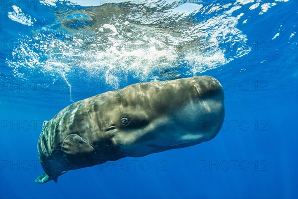 Sperm whale