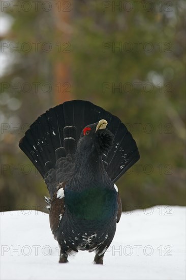 Western Capercaillie