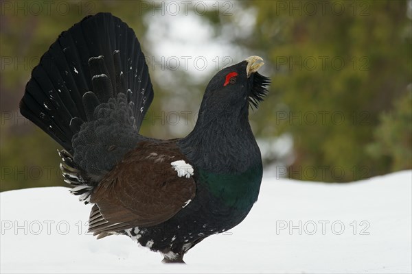 Western Capercaillie