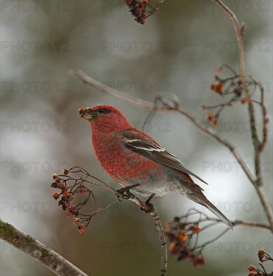 Pine Grosbeak