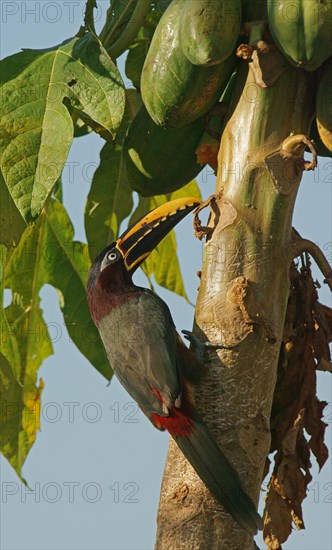 Chestnut-Eared Aracari